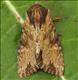 2326 (73.156) Clouded-bordered Brindle